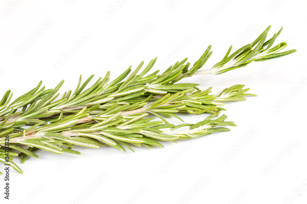 Fototapeta premium rosemary herb isolated on white
