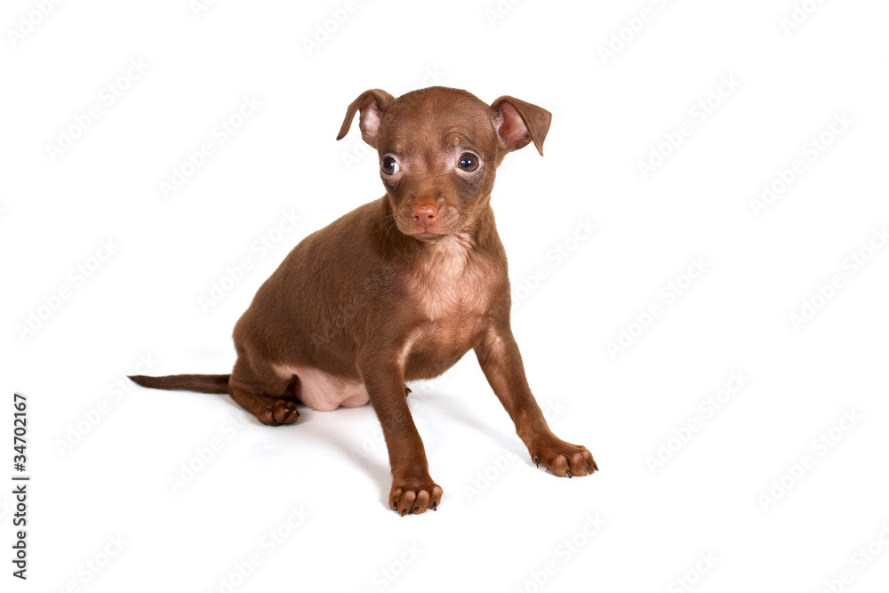 chihuhua puppy on the white background chihuhua puppy on the white background