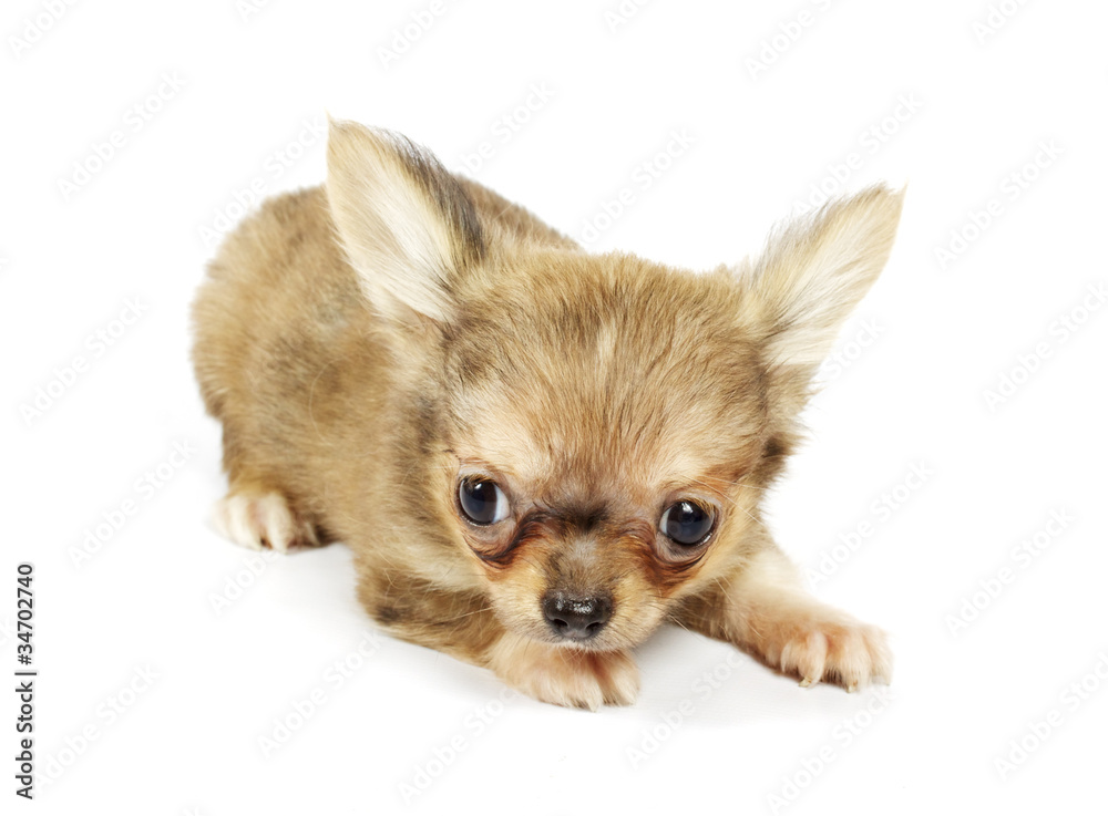 small chihuahua puppy small chihuahua puppy