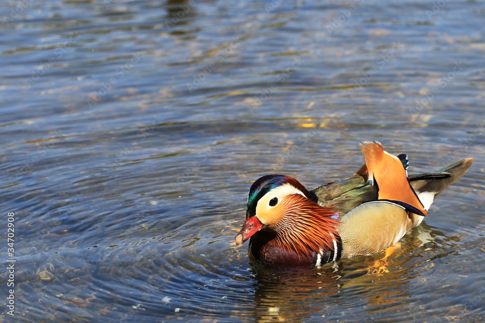 Beautiful mandarin duck