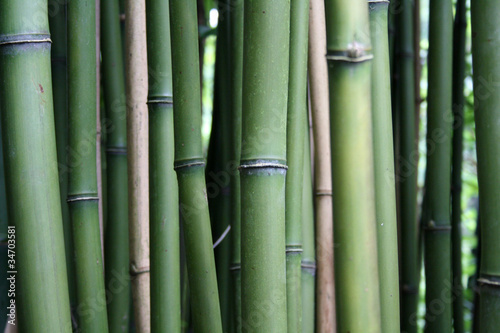 Fototapeta Naklejka Na Ścianę i Meble -  forêt de bambou