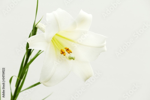 Fototapeta Naklejka Na Ścianę i Meble -  白百合