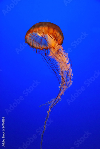 Chrysaora fuscescens jellyfish free-floating scyphozoa © Dmitry Lobanov