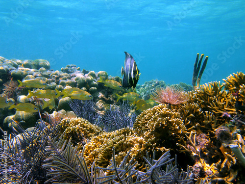 Colorful coral reef with tropical fish in the Caribbean sea