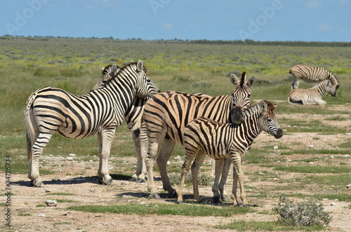 group of zebras with young one in Etosha park in Namibia