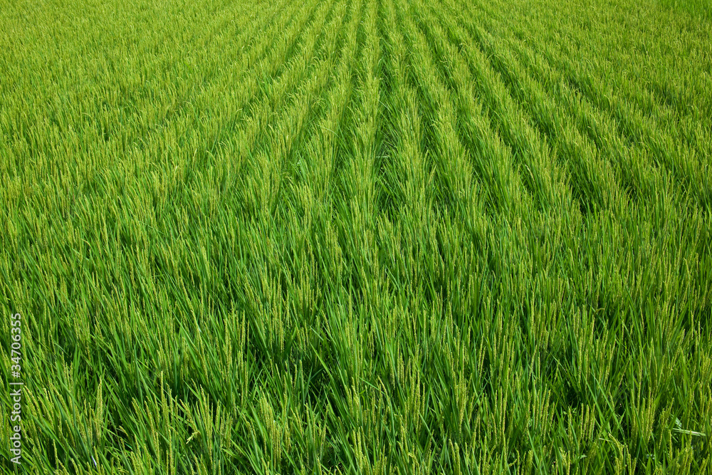 farm[paddy_field]_03