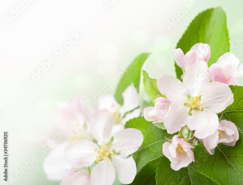 pink flowers