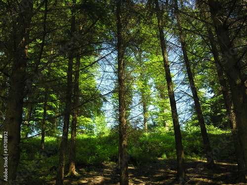 Waldlichtung am Hang im Gegenlicht