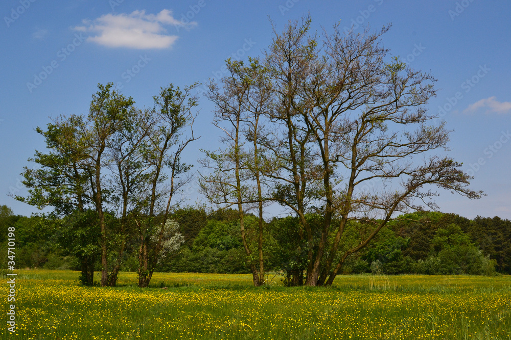 Old alder trees in the springtime.