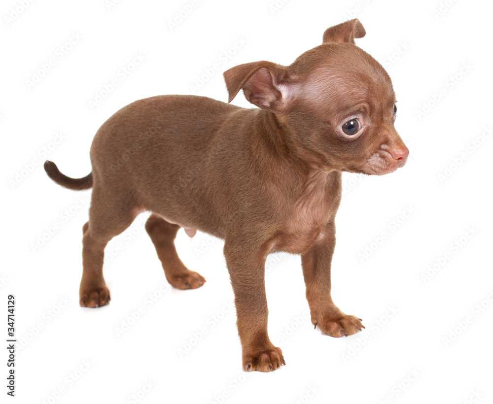 chihuhua puppy on the white background chihuhua puppy on the white background