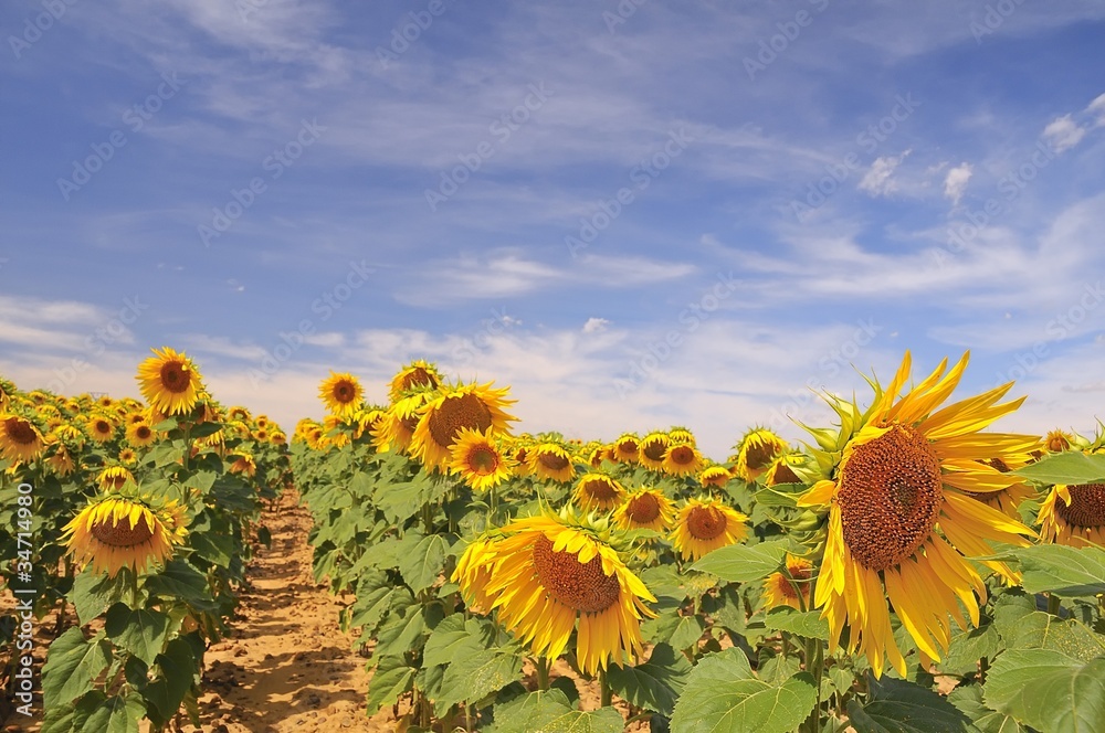 Obraz premium Campo de girasoles.
