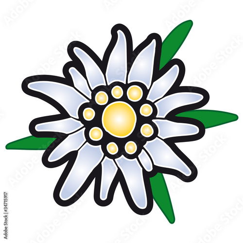 Alpenblume  / Edelweiß / Edelweiss