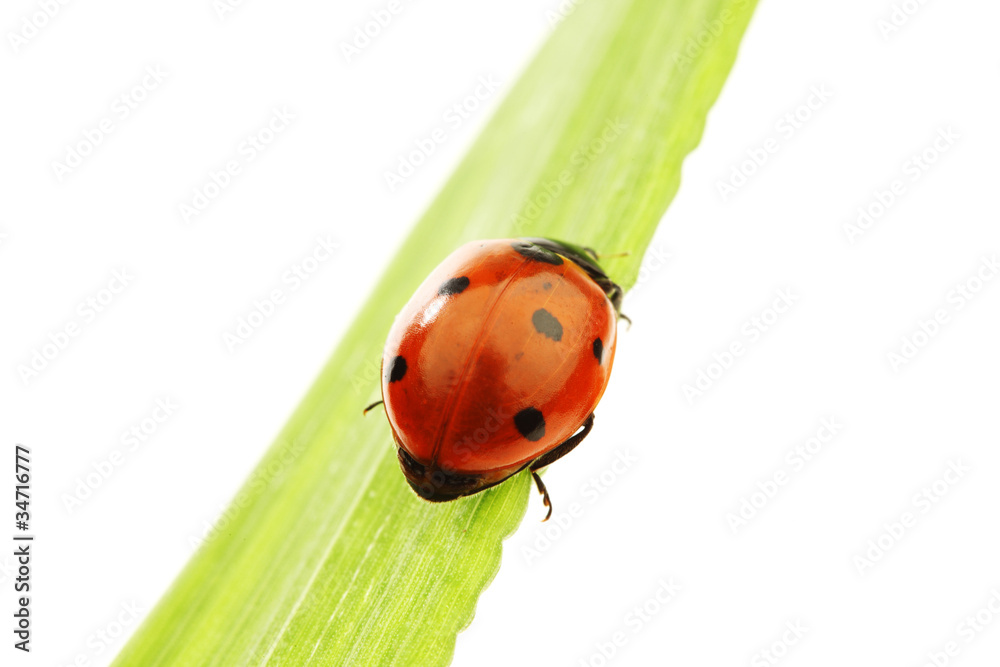 ladybug on grass ladybug on grass