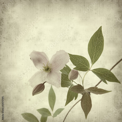 textured old paper background with clematis branch