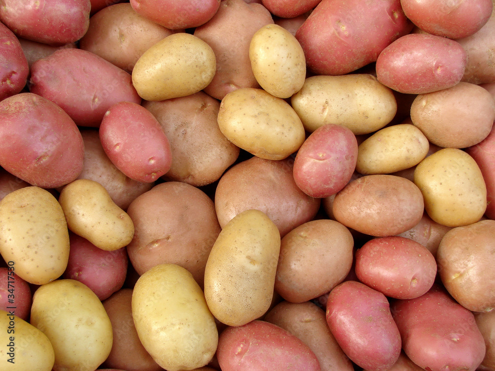harvested potato tubers different varieties harvested potato tubers different varieties