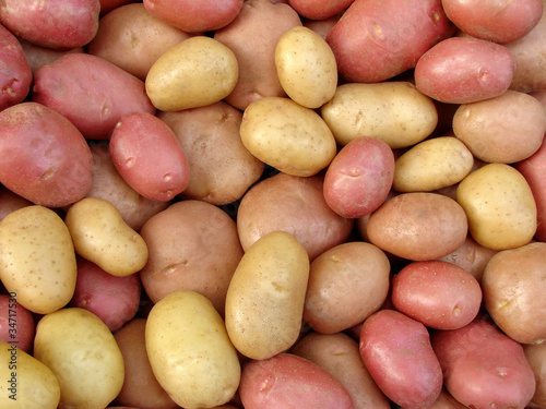 harvested potato tubers different varieties