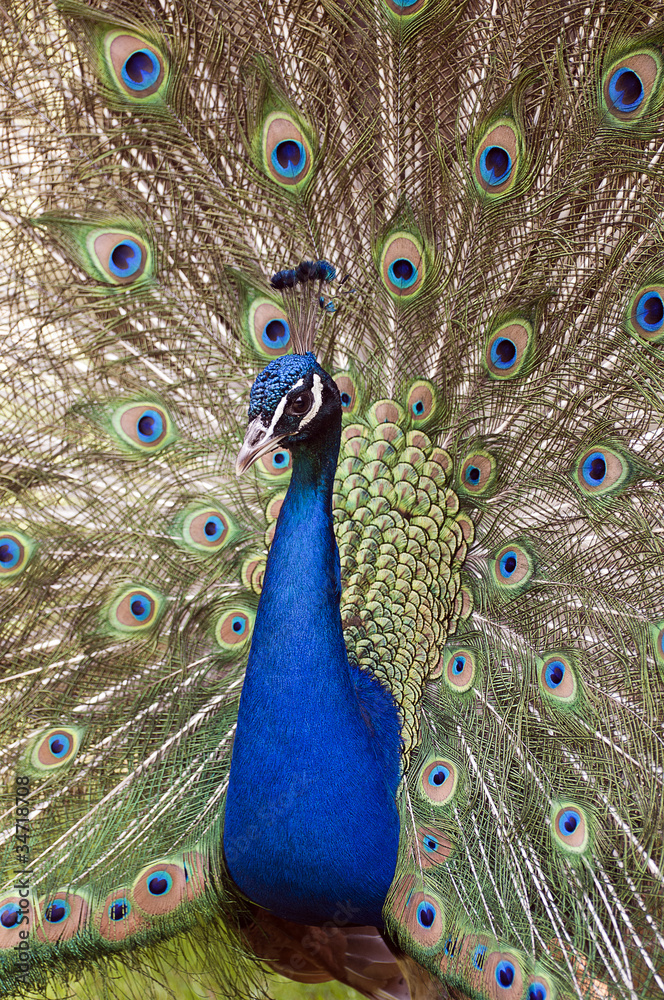 Obraz premium Der eitle Pfau