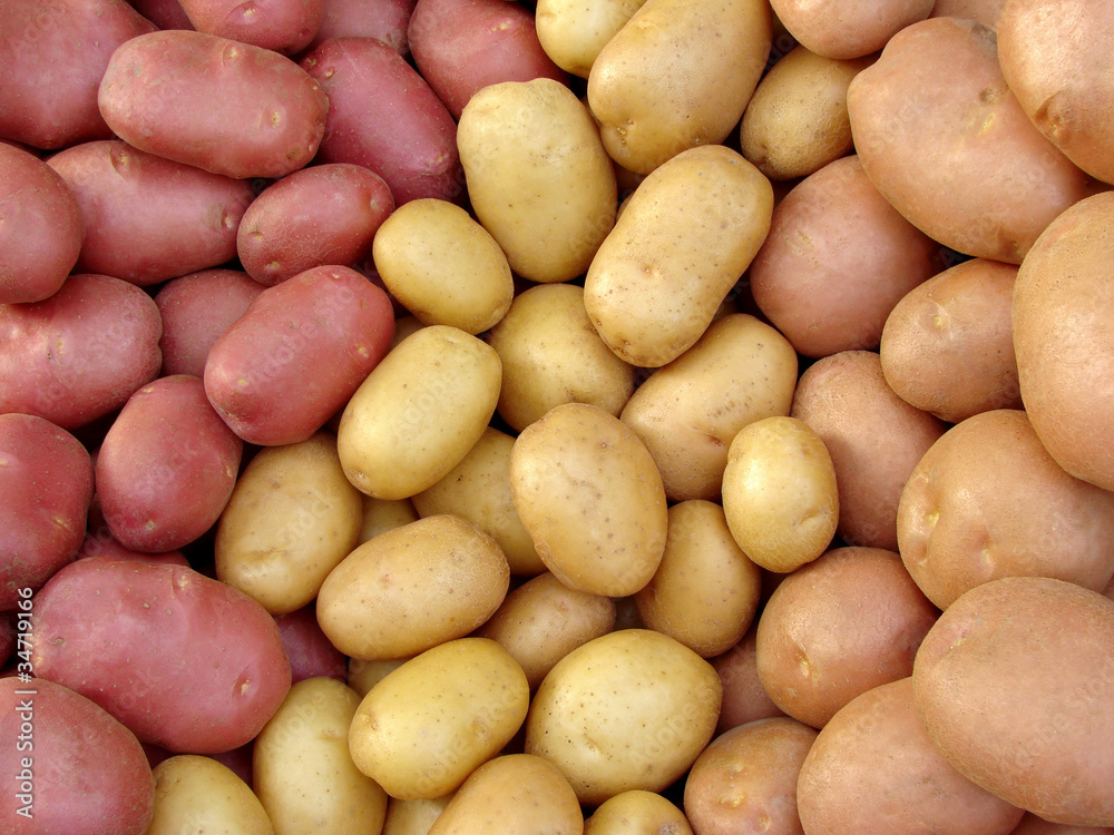 harvested potato tubers of different varieties harvested potato tubers of different varieties