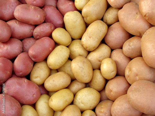 harvested potato tubers of different varieties