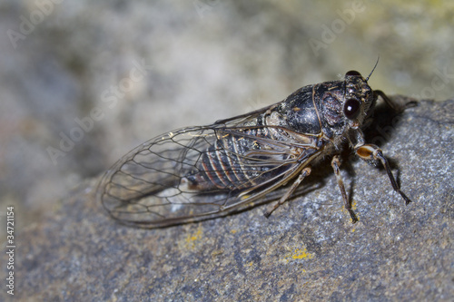 cicada insect © Mauro Rodrigues