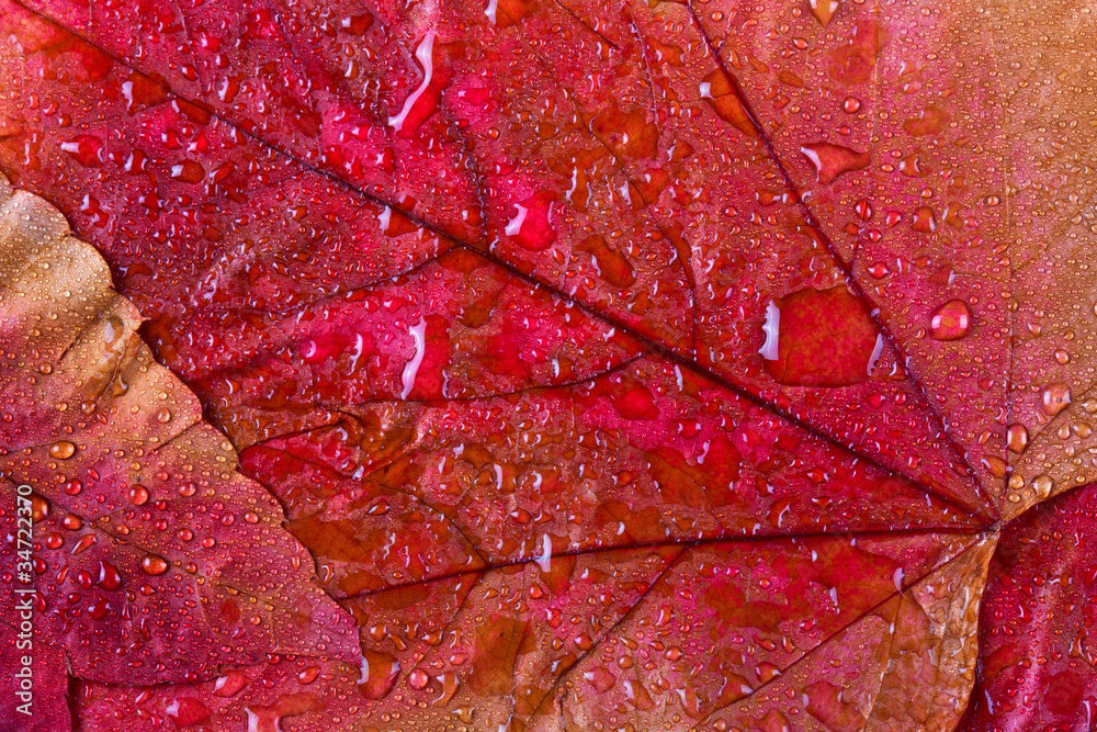 Fototapeta premium Herbst