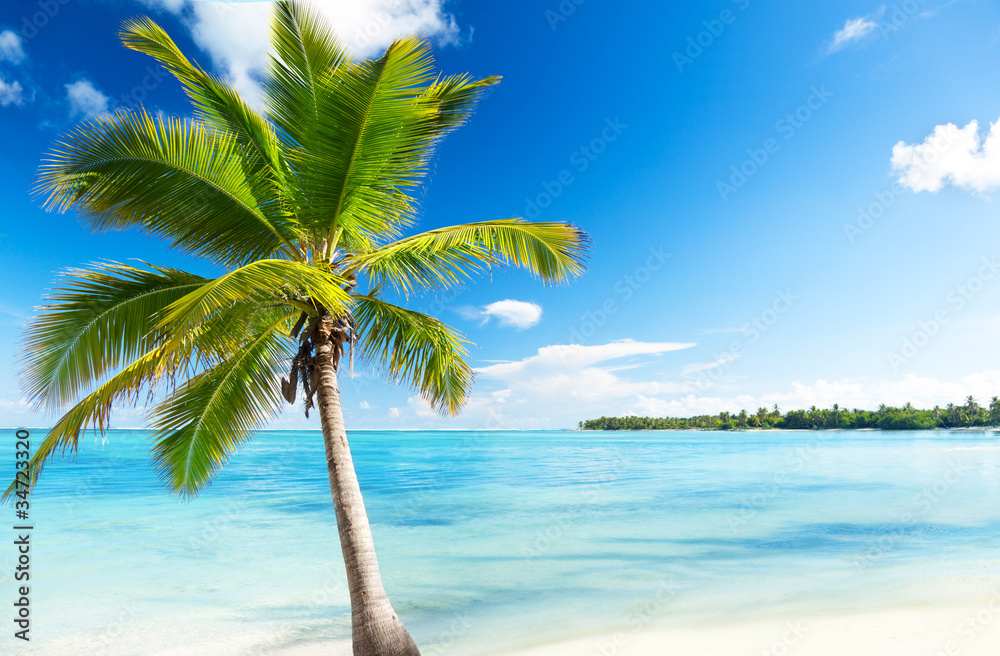 Fototapeta palm and sea