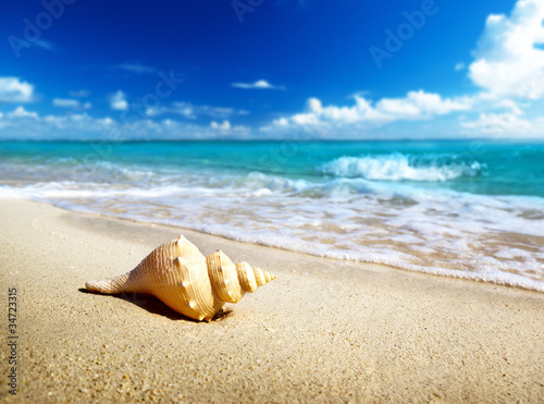 seashell on the beach