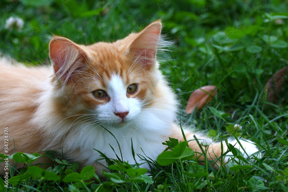 portrait of young male cat Norwegian portrait of young male cat Norwegian
