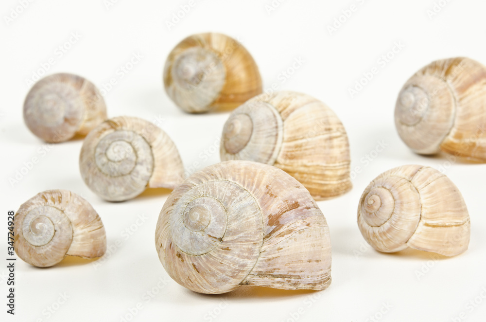 snail shells