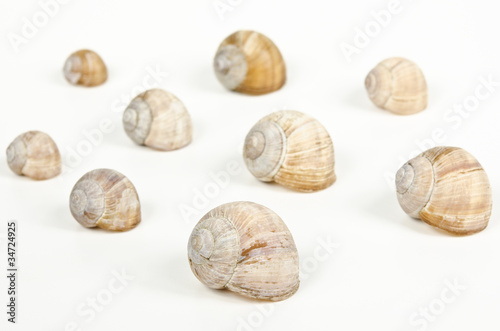 assorted empty snail shells
