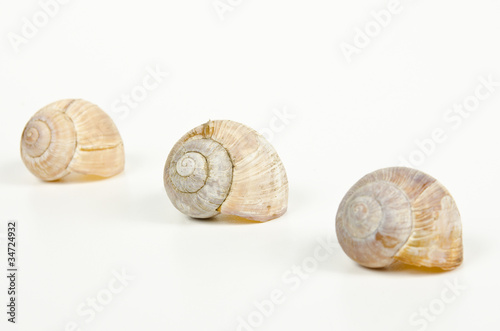 three empty snail shells