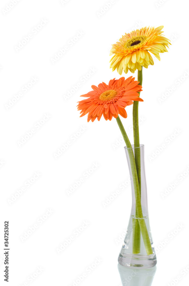 Orange and yellow daisy-gerbera Orange and yellow daisy-gerbera