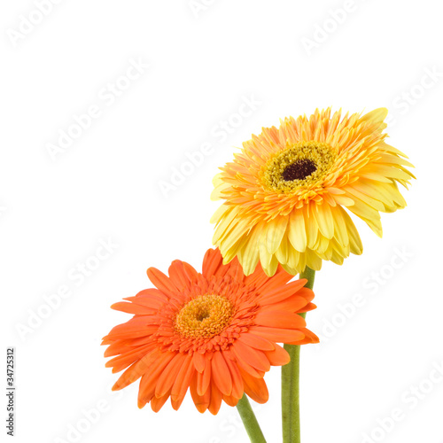 Orange and yellow daisy-gerbera