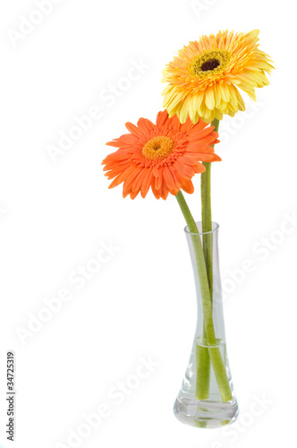 Orange and yellow daisy-gerbera