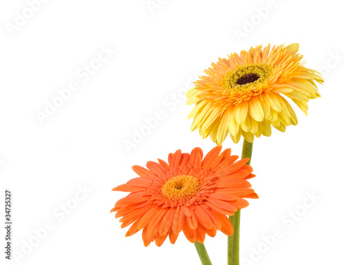 Orange and yellow  daisy-gerbera