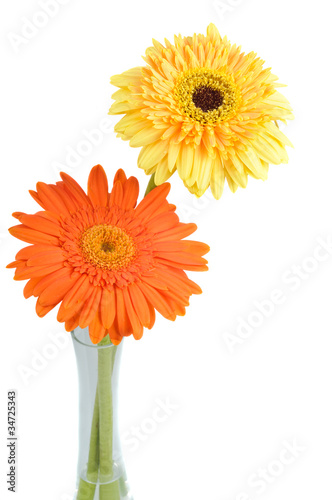 Orange and yellow  daisy-gerbera