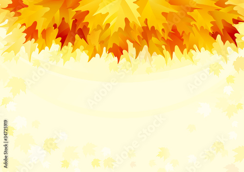 Vector background  with many red and yellow maple leaves.