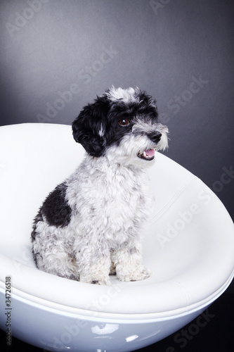 Hund sitzt auf Designerstuhl Porträt
