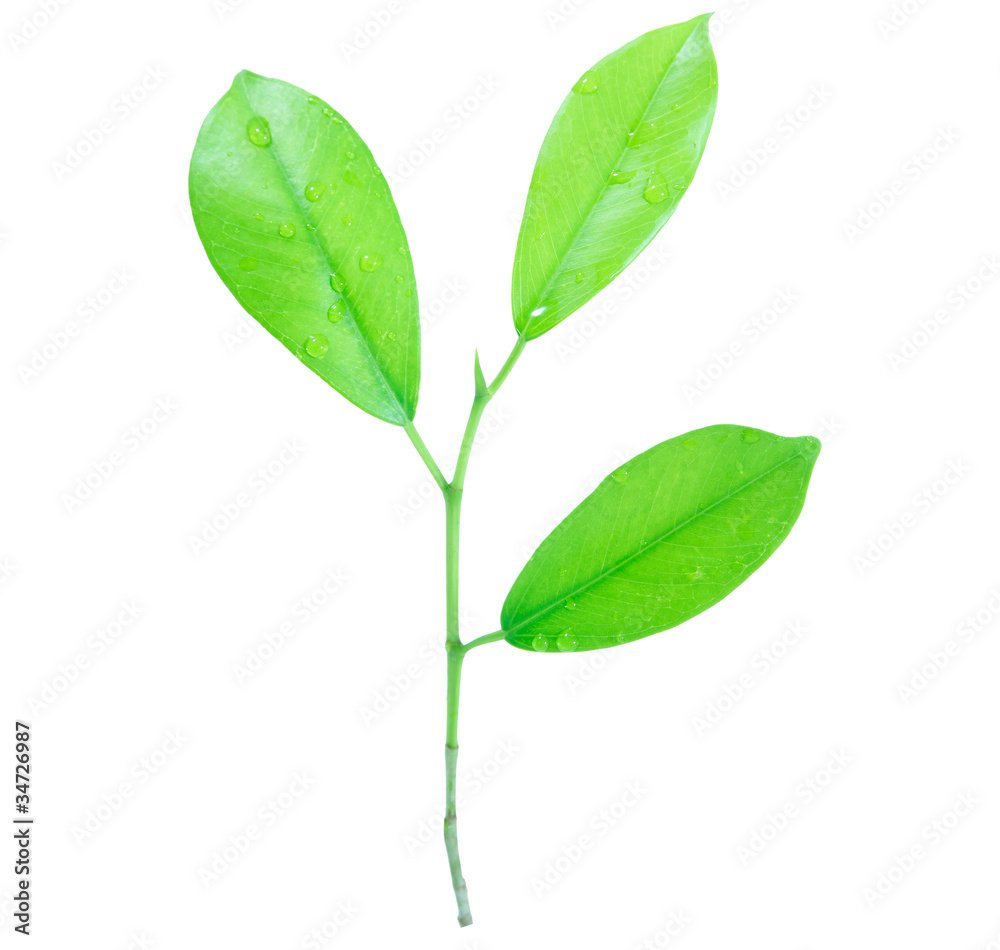 green leaf with drops of water isolated on white background