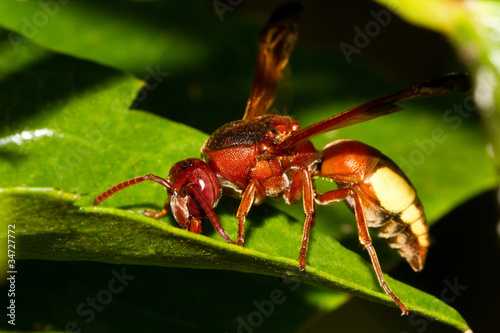 hornet wasp © Mauro Rodrigues