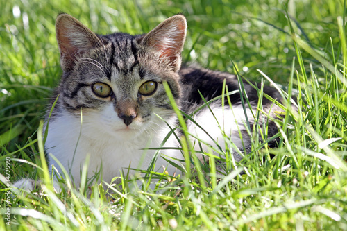 Hübsche Babykatze im Gras