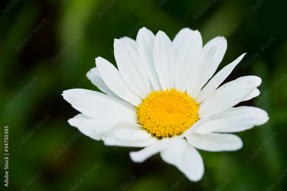 Daisy like flower on green background Daisy like flower on green background