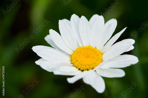 Daisy like flower on green background