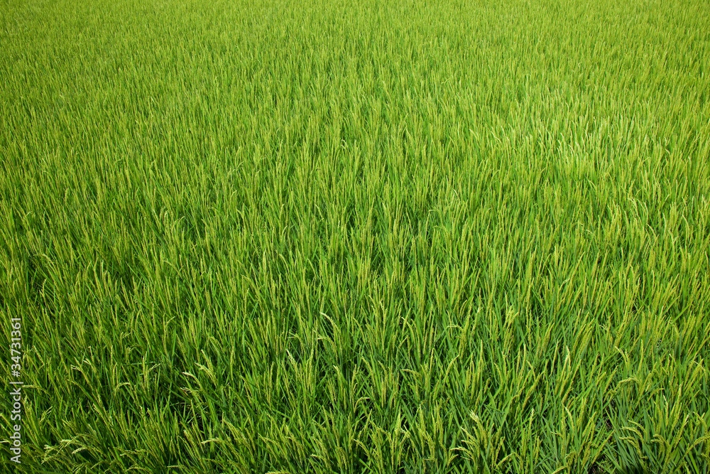 farm[paddy_field]_18