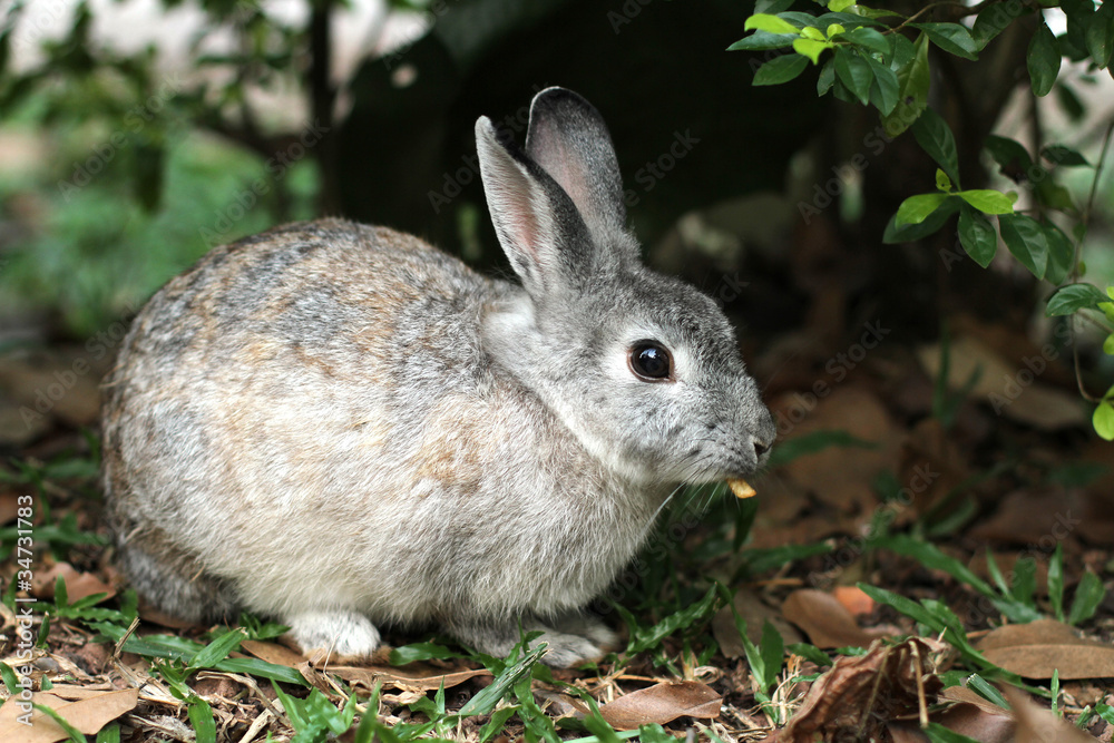 Fototapeta premium A rabbit in the park