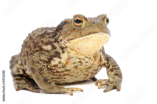 Brown Frog Isolated on White Background