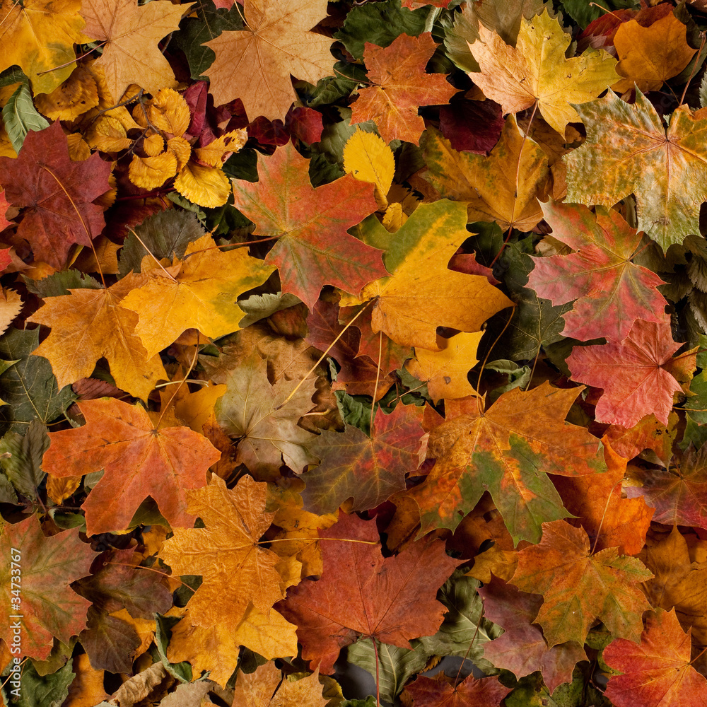 A colorful background image of fallen Autumn leaves A colorful background image of fallen Autumn leaves