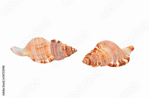 Empty seashell of marine mollusc rapana venosa (thomassiana)