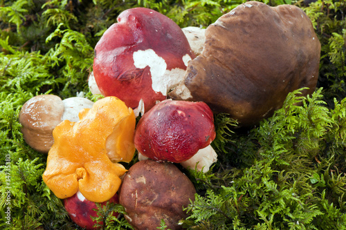 mushrooms in the moss