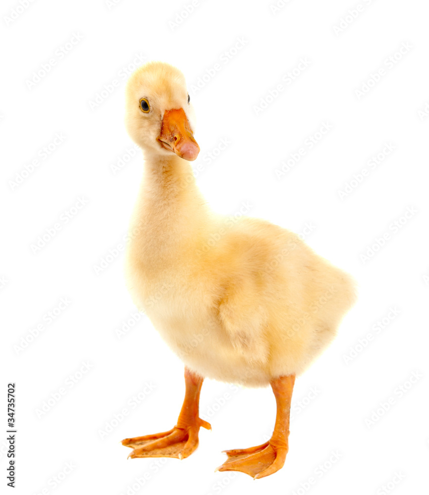 .a young goose .a young goose